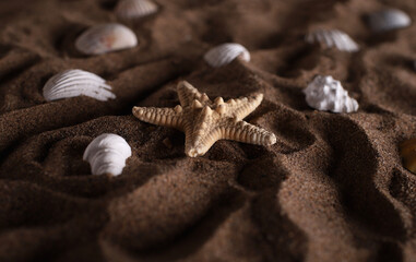 sandy beach with seashells and starfish close-up
