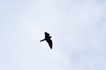 eagle in flight