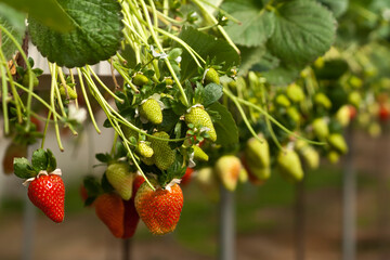 Strawberry bushes growing in greenhouse