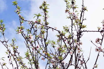 almond blossom