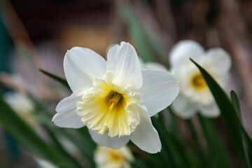 Fototapeta premium Beautiful Daffodil Flower on Green Stalk