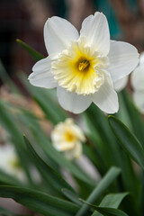 Beautiful Daffodil Flower on Green Stalk