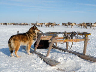 Ethnography. Beautiful dogs from the Arctic. Winter in Sweden