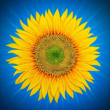 Kievan Rus is a state in antiquity.
Ukraine is a modern state.
The color of the banner is yellow-blue.
Sunflower is a plant in every garden of the village.
Green colors in the center of a sunflower - 