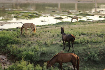 Naklejka na ściany i meble Beautiful mule grazing green grass at scenic river bank