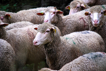 sheep and lambs