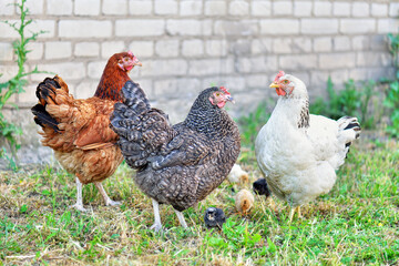 Chickens on natural free range poultry farm. Hens  freely grazing on a meadow. Healthy Farm yard. Chicken family. Rural image