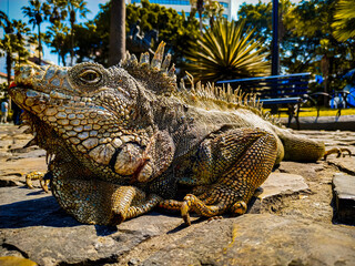 island land iguana