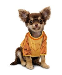 Chihuahua, seduto in posizione frontale, che indossa una maglietta arancione e gialla. Dipinto