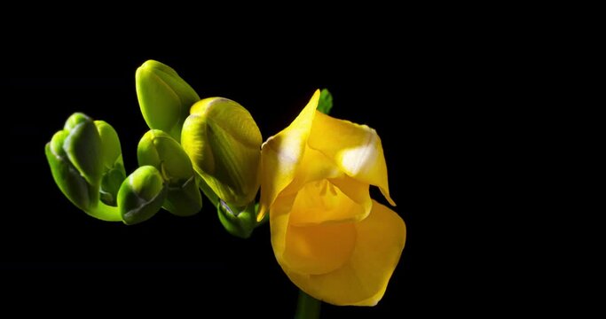 フリージア開花のタイムラプス