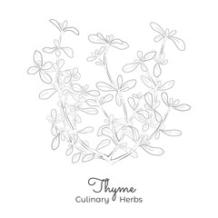 Hand Drawn Sketch of Thyme or Thymus Vulgaris