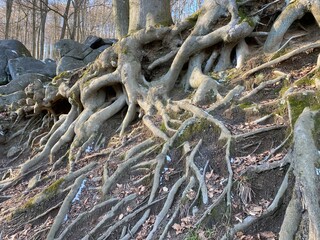 Fototapeta premium roots of tree
