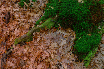 dried oak leaves and moss in the forest