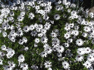 beautiful white flowers in a park in Monaco