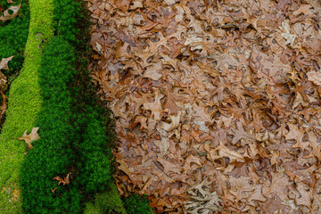 dried oak leaves and moss in the forest