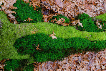 dried oak leaves and moss in the forest