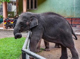 A young elephant in a kennel in a paddock in Sri Lanka