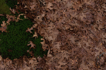 dried oak leaves and moss in the forest