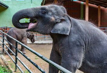 A young elephant in a kennel in a paddock in Sri Lanka