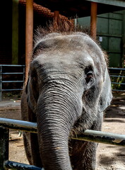 A young elephant in a kennel in a paddock in Sri Lanka
