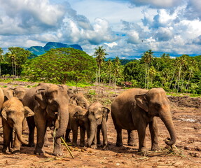 Fototapeta na wymiar Elephant and egrets in Sri Lanka on the background of mountains, forests and sky with clouds