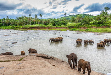 Fototapeta premium Elephants in a river in Sri Lanka