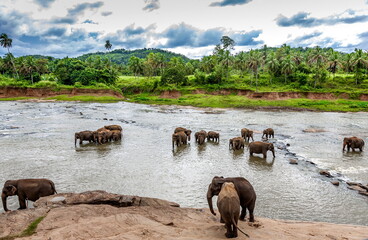 Obraz na płótnie Canvas Elephants in a river in Sri Lanka