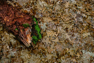 dried oak leaves and moss in the forest