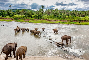 Naklejka na ściany i meble Elephants in a river in Sri Lanka