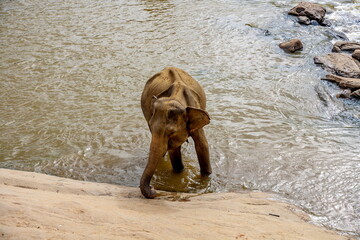 Elephant in a fast-flowing river with rocks in Sri Lanka