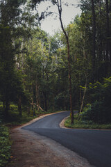 road in the woods