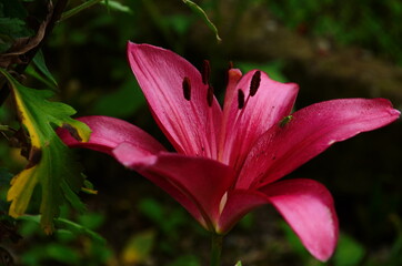 Hot Pink or Dark Pink Lily flowers are blooming during summer in the garden.