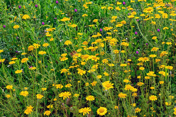 macro photography of summer flowers