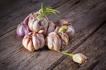 Grows white garlic on the old textured wooden table