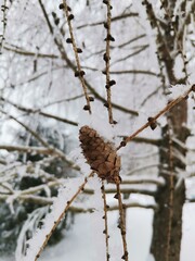 larch bump