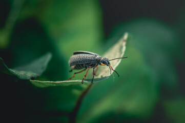 Epicauta Atomaria or Moorish bug posing on plant leaf with unfocused background