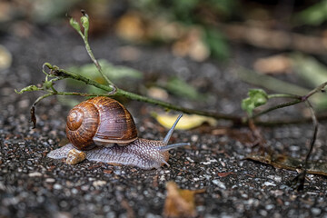 macro photo snail in summer after rain