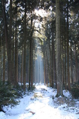 Hiking in winter, moor landscape (north western Germany)
