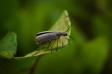 Epicauta Atomaria or Moorish bug posing on plant leaf with unfocused background