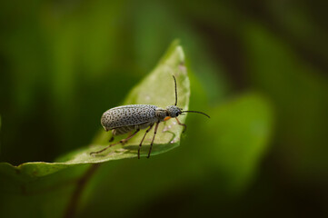 Epicauta Atomaria or Moorish bug posing on plant leaf with unfocused background