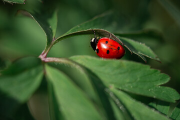 close up macro photography of ladybug with a shallow depth of field