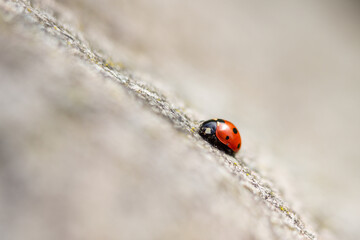 close up macro photography of ladybug with a shallow depth of field