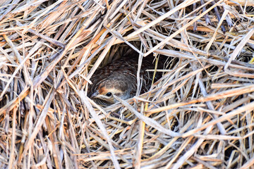 Bird in the Nest