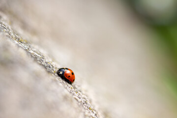 close up macro photography of ladybug with a shallow depth of field