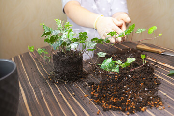 Care for a potted plant. replanting of ivy flower.