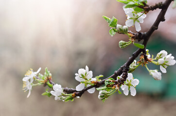 white flowers apricots in spring
