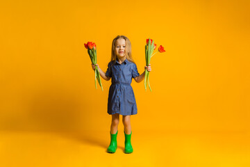 cheerful little girl in a blue dress and green rubber boots stands with red tulips on a yellow background