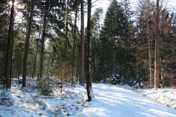 Hiking in winter, moor landscape (north western Germany)
