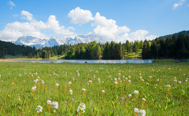 Fototapeta na wymiar marsh land lake Gerold with rarely bogbean flowers, karwendel mountain view, bavaria