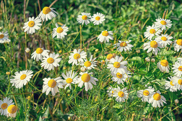 macro photography of summer flowers